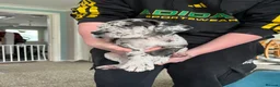 Great Dane dogs for stud: KC reg Dane for stud  - Advert 19