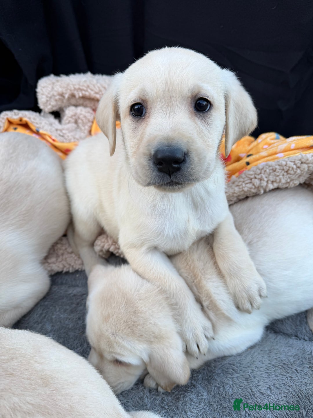 Labrador Retriever dogs for sale: Labrador puppies - Advert 3