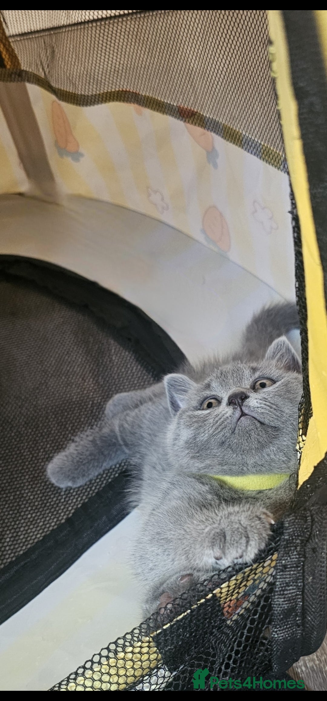 British Shorthair cats for sale: GCCF Registered Pure british shorthair kittens 😸  - Image 3