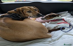Plummer Terrier dogs for adoption: Milo Terrier  - Image 8