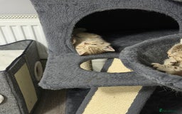 British Shorthair cats for sale: Beautiful litter of british shorthair kittens  - Image 12