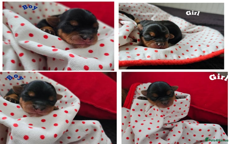 Yorkshire Terrier dogs - Advert 1