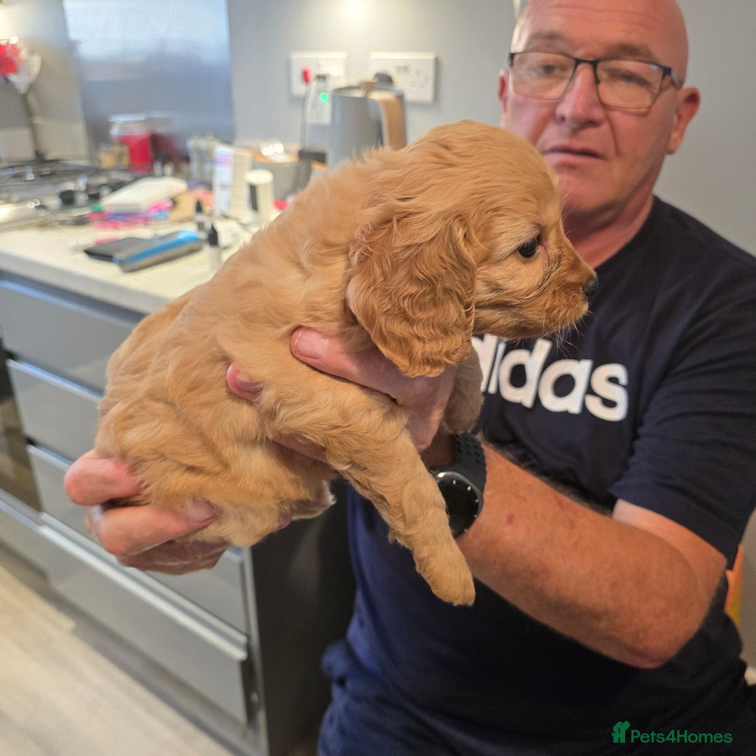 Cavapoo dogs for sale: REDUCED AMAZING F1 cavapoo puppies  - Image 12