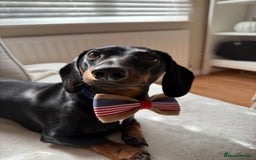 Miniature Dachshund dogs for stud: Black & tan Smooth Haired Dachshund Stud. - Image 2