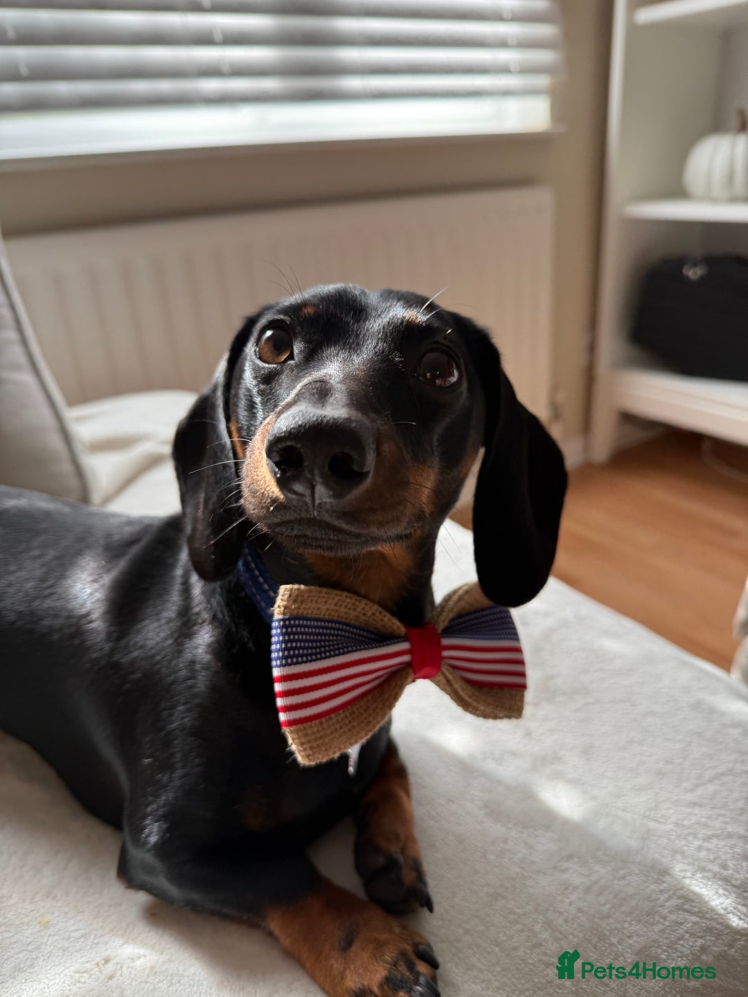Miniature Dachshund dogs for stud: Black & tan Smooth Haired Dachshund Stud. - Image 2