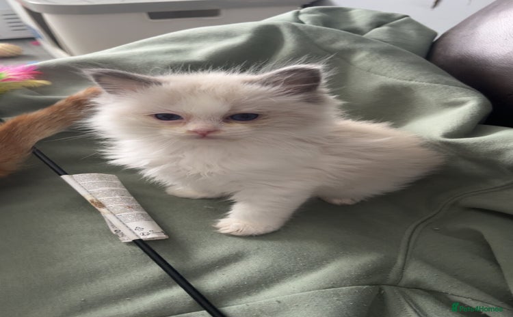 Ragdoll cats - Advert 1