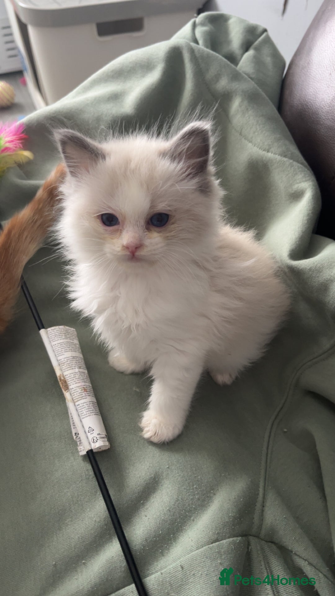 Ragdoll cats for sale: Male blue bicolour ragdoll kitten  - Image 1