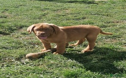 Dogue De Bordeaux dogs for sale: Gorgeous DOUGUE Babies - Image 10