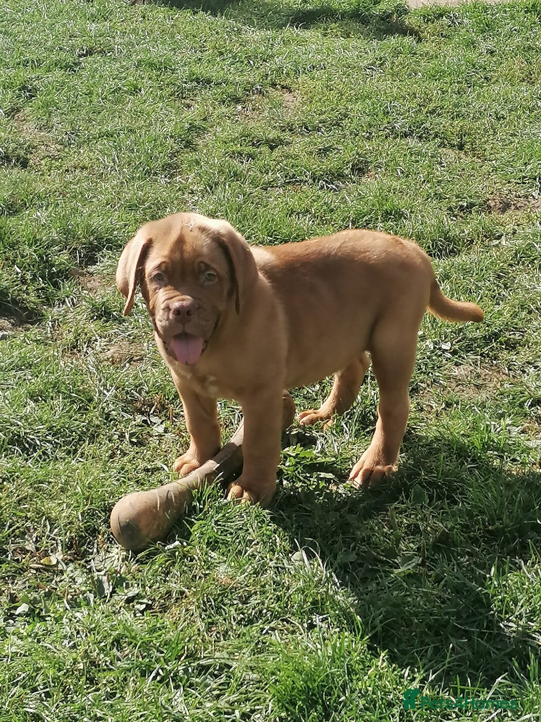 Dogue De Bordeaux dogs for sale: Gorgeous DOUGUE Babies - Image 10