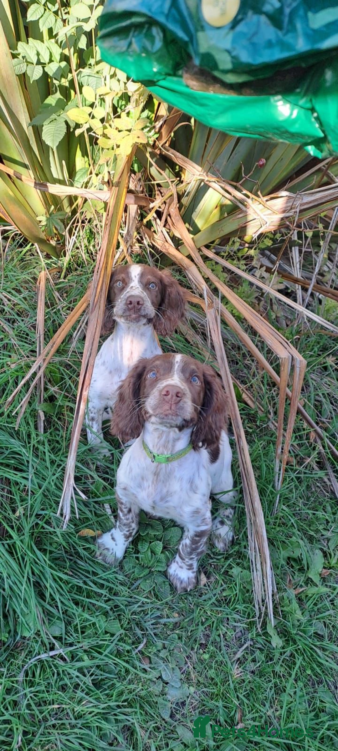 English Springer Spaniel dogs for sale: English springer spaniel male puppy - Image 3