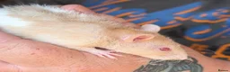Rat rodents for sale: 8 male Rex rats for sale  - Advert 4