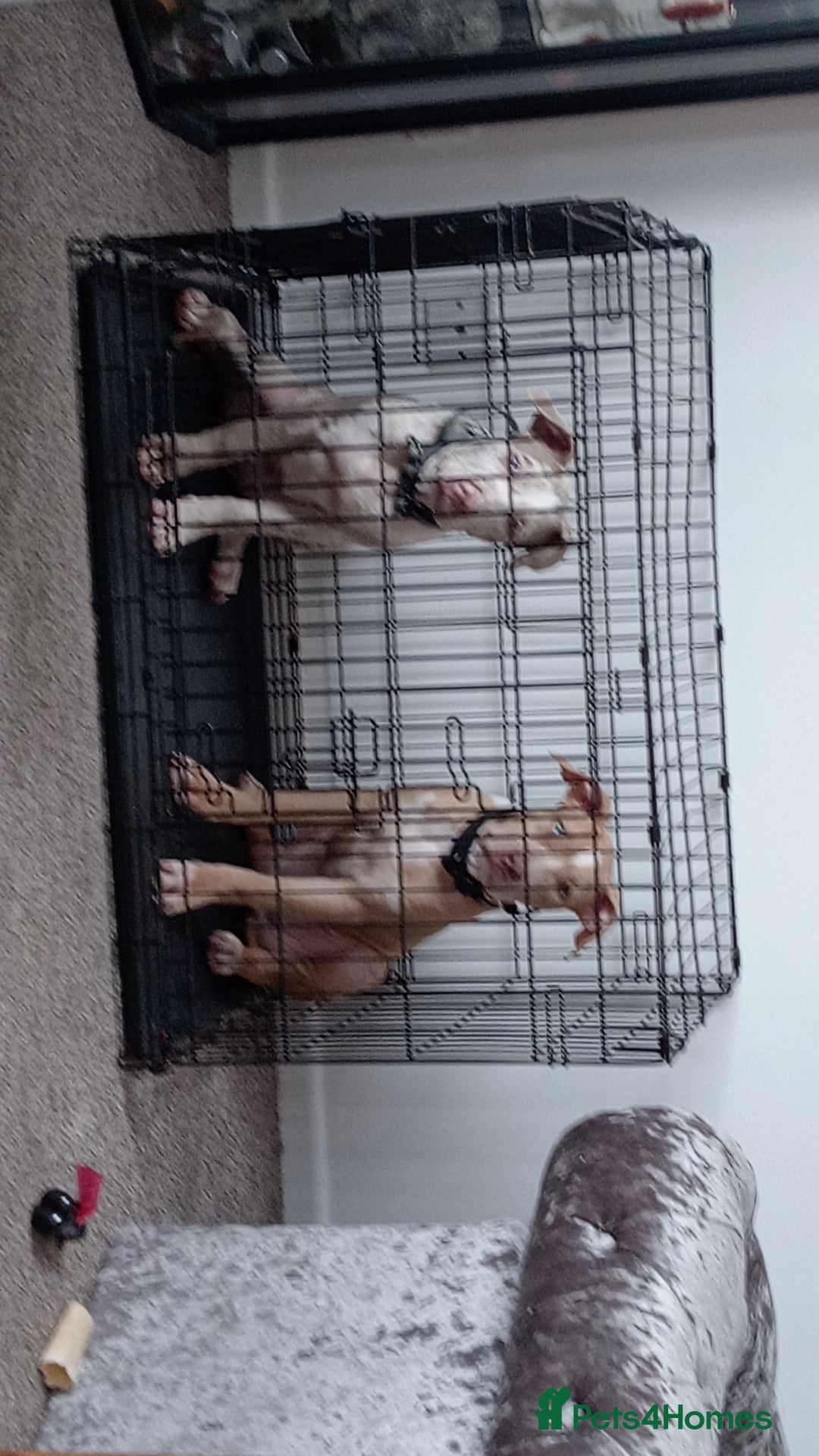 Staffordshire Bull Terrier dogs for sale:  2 American Staffordshire bull terrier girls  - Image 2