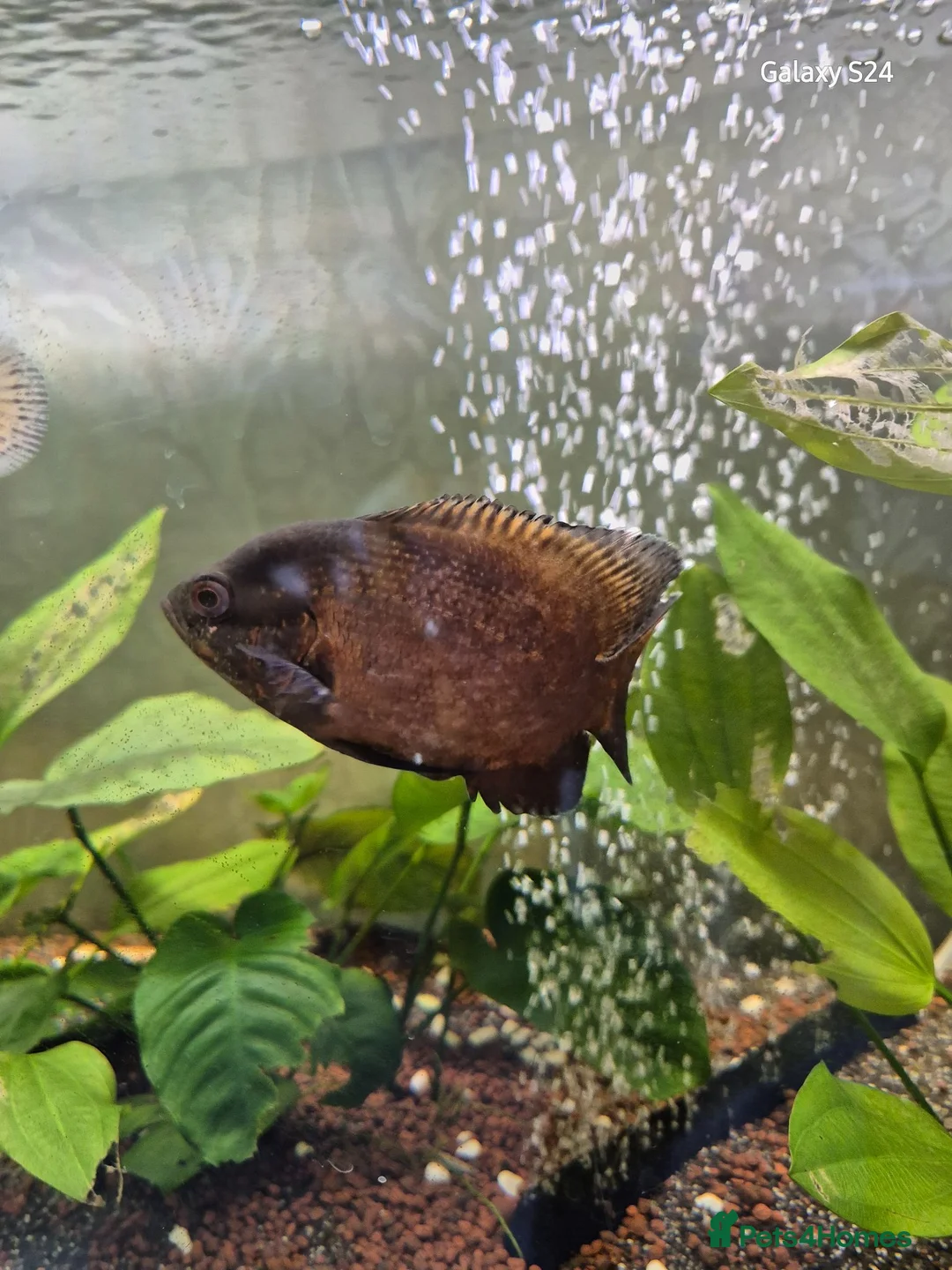 Cichlids fish for sale: 3 oscars 1 red 2 white/orange - Advert 2