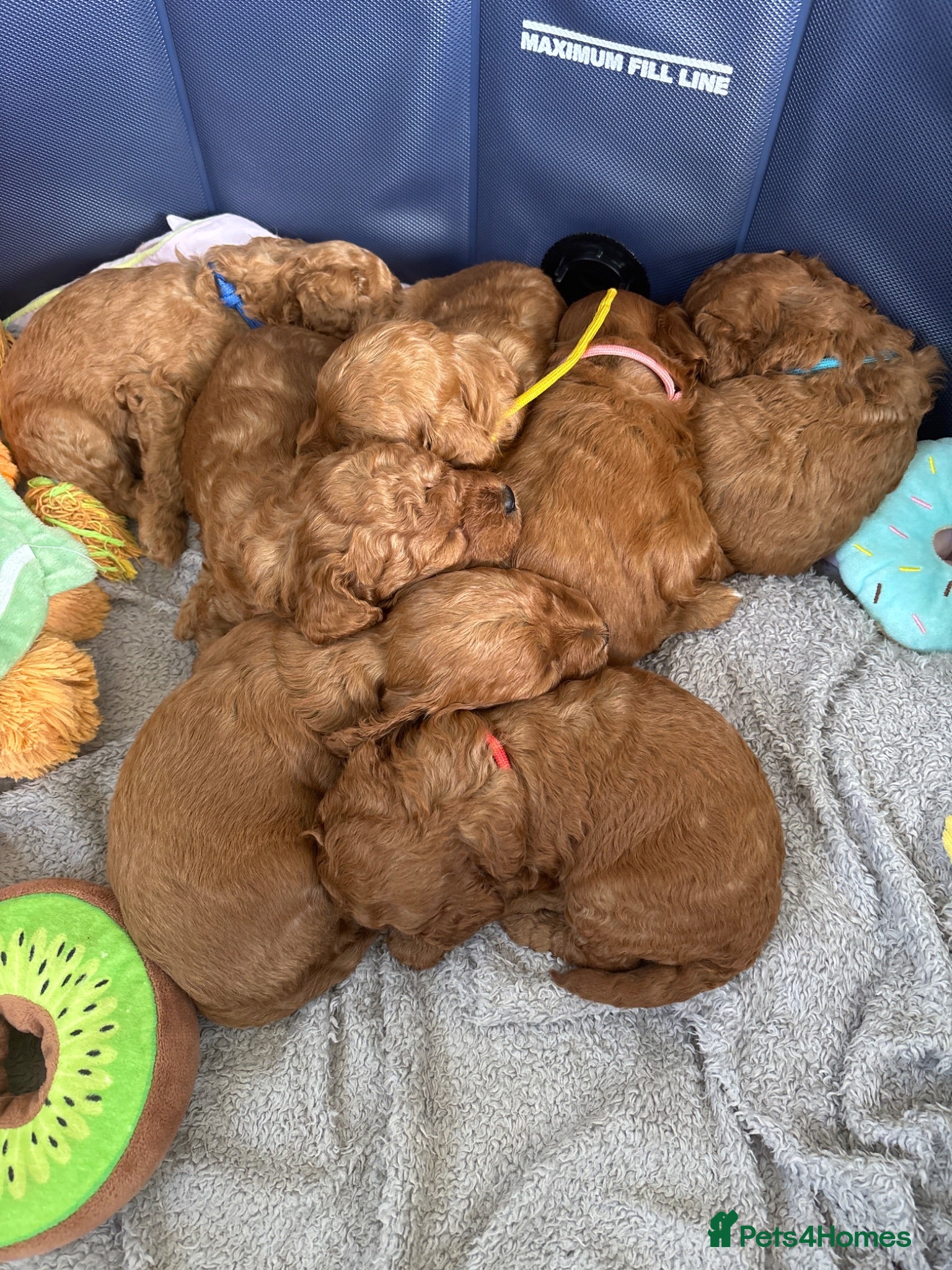 Cavapoo dogs Cavapoo Puppies for sale - Advert 1