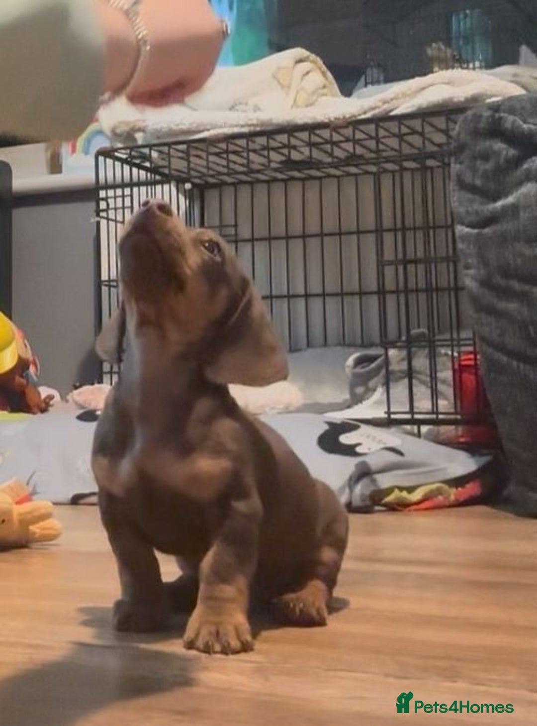 Miniature Dachshund dogs for sale: Miniature dachshund gorgeous boy  - Advert 6