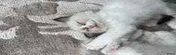 Ragdoll cats for sale: Beautiful baby girl ragdoll  in Liverpool - Advert 4