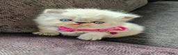 Persian cats for sale: Stunning Top Quality Persian Kittens  - Advert 13
