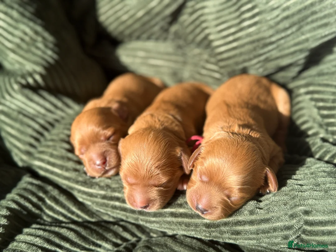 Cavapoo dogs for sale: ❤️Ruby Red F1 Cavapoo❤️ in Wisbech - Advert 1