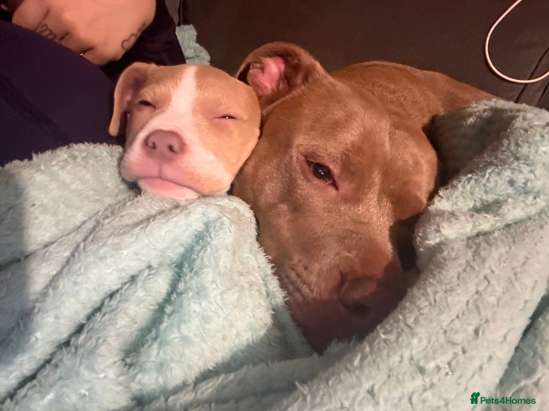 Mixed Breed dogs for sale: Pocket bully mix - Advert 4