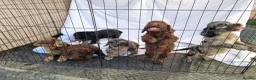 Cockapoo dogs for sale: Cockerpoo pups  - Advert 17