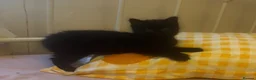 Mixed Breed cats for sale: 4 beautiful kittens in Blackburn - Advert 5
