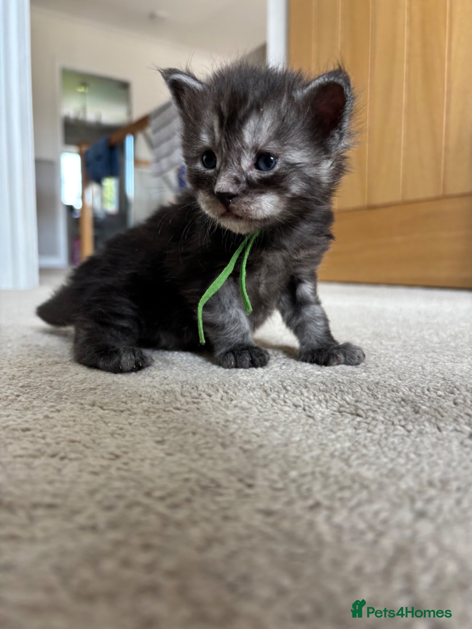 Maine Coon cats for sale: TICA Maine Coon Kittens  - Advert 30