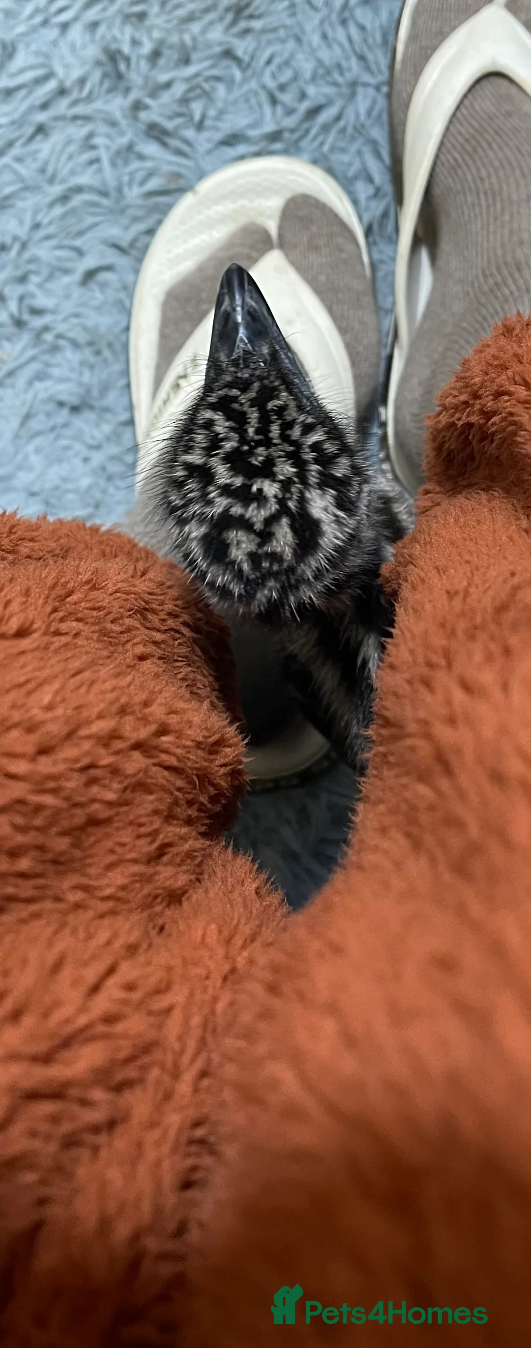 Emus poultry for sale: Emu Chick - Advert 8