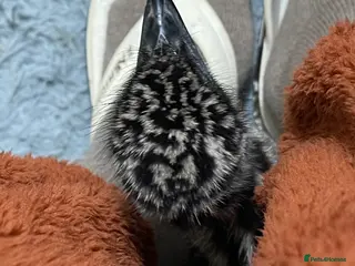 Emus poultry Emu Chick - Advert 16