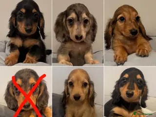 Miniature Dachshund dogs Ready now KC reg puppies boys & girls - Advert 8