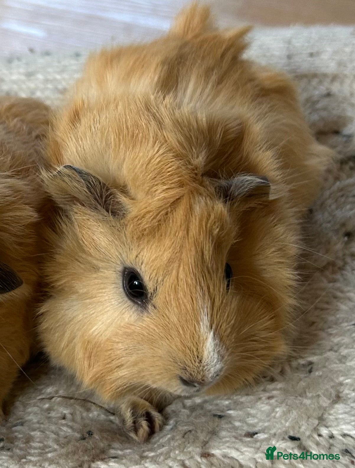 Guinea Pig rodents 1 Guinea pig (Tufty male) - Advert 13