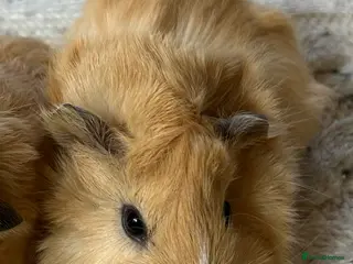 Guinea Pig rodents 1 Guinea pig (Tufty male) - Advert 13