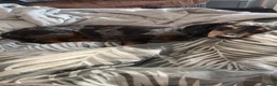 Dachshund dogs for sale: Tri dapple pups - Advert 9