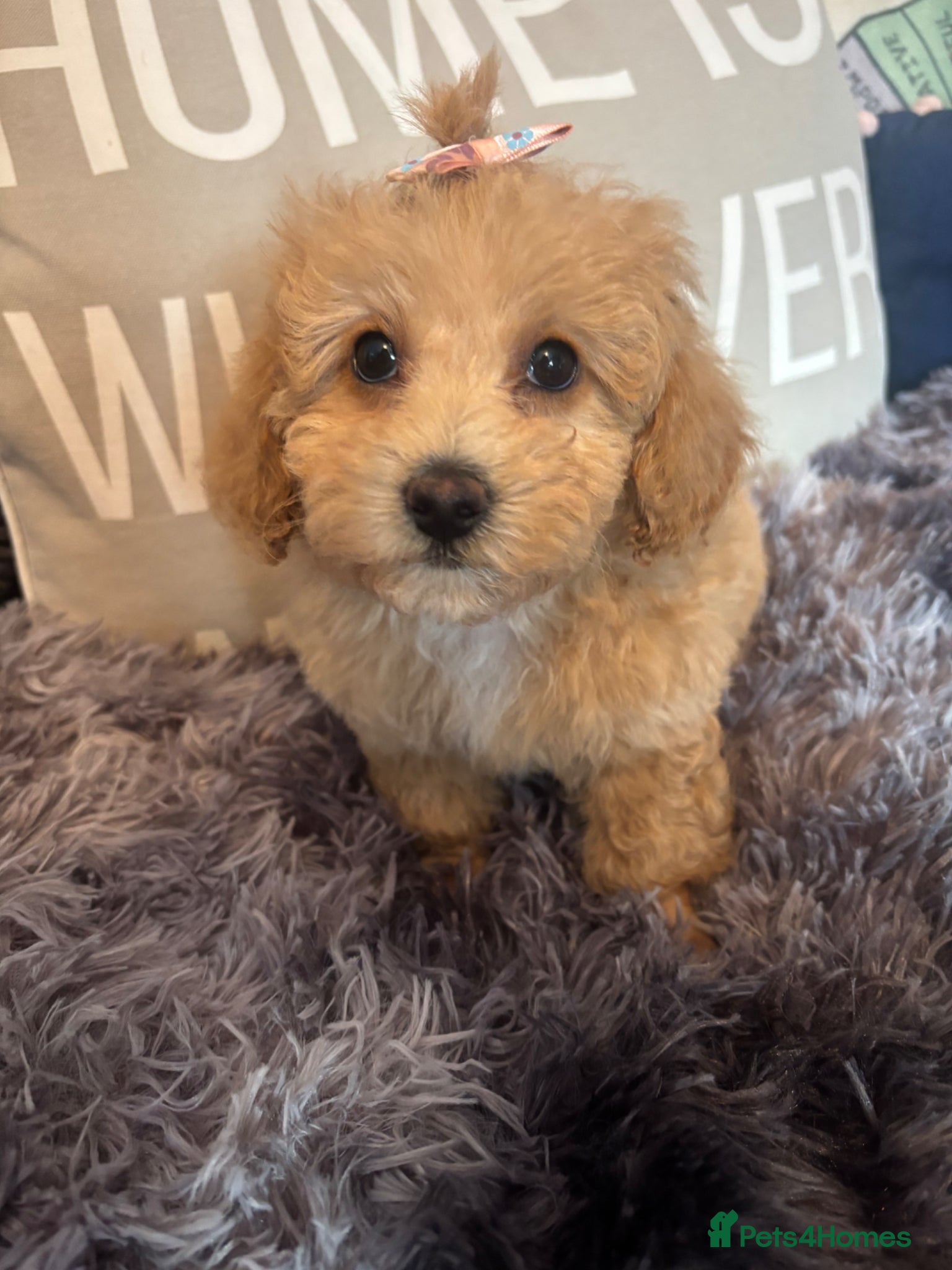 Poochon dogs Toy poochons 1 male and 1 female ready Thursday  - Advert 2