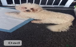 Poochon dogs for sale: Poochon Puppies - Advert 4