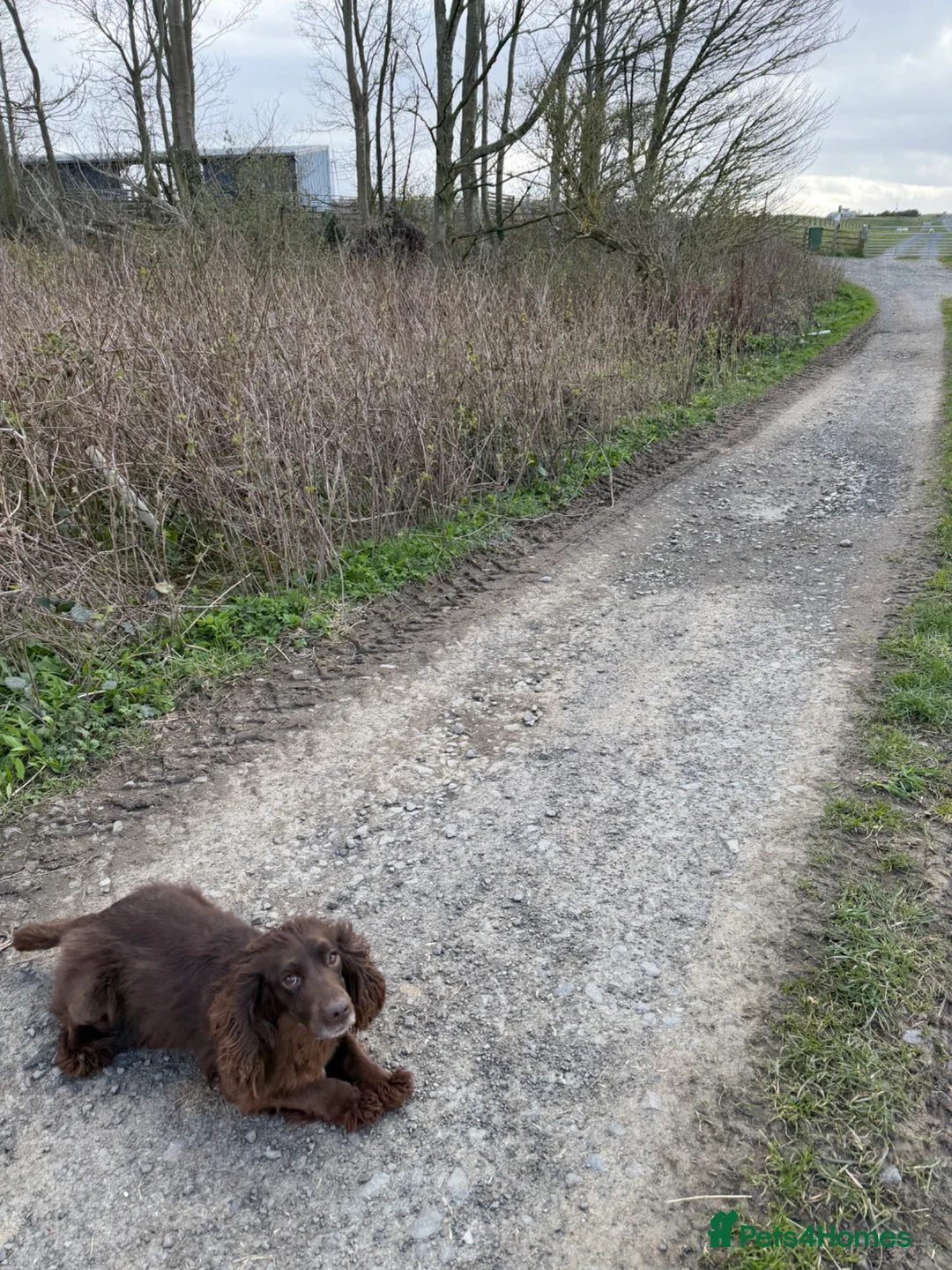 Cocker Spaniel dogs for sale: Working Cocker bitch  - Advert 2