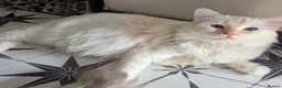 Ragdoll cats for sale: Flame point ragdoll needing a quiet home - Advert 4