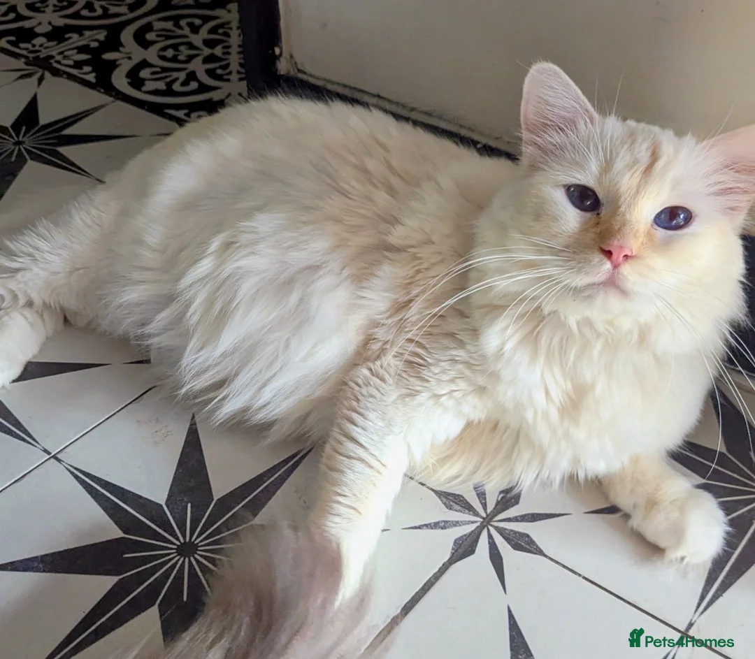 Ragdoll cats for sale: Flame point ragdoll needing a quiet home - Advert 4