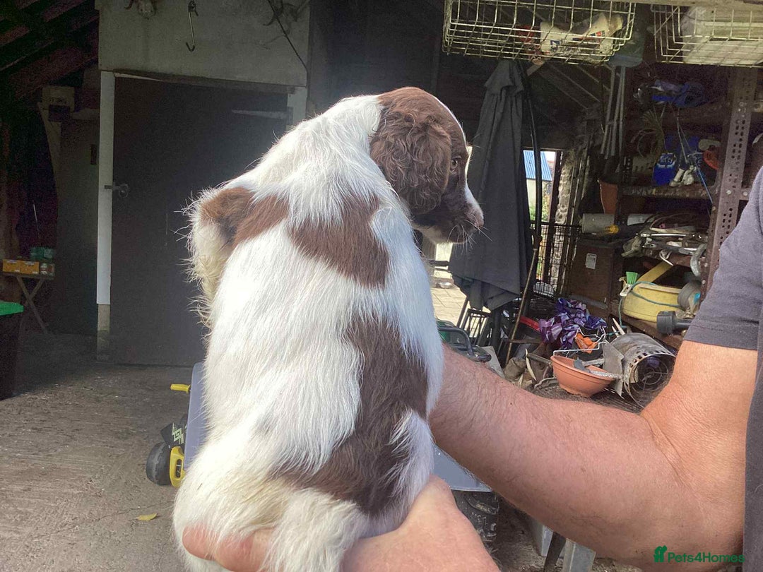 English Springer Spaniel dogs for sale: English Springer Spaniels - Image 9