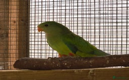 Parrots birds for sale: Baraband Parrot - Image 3
