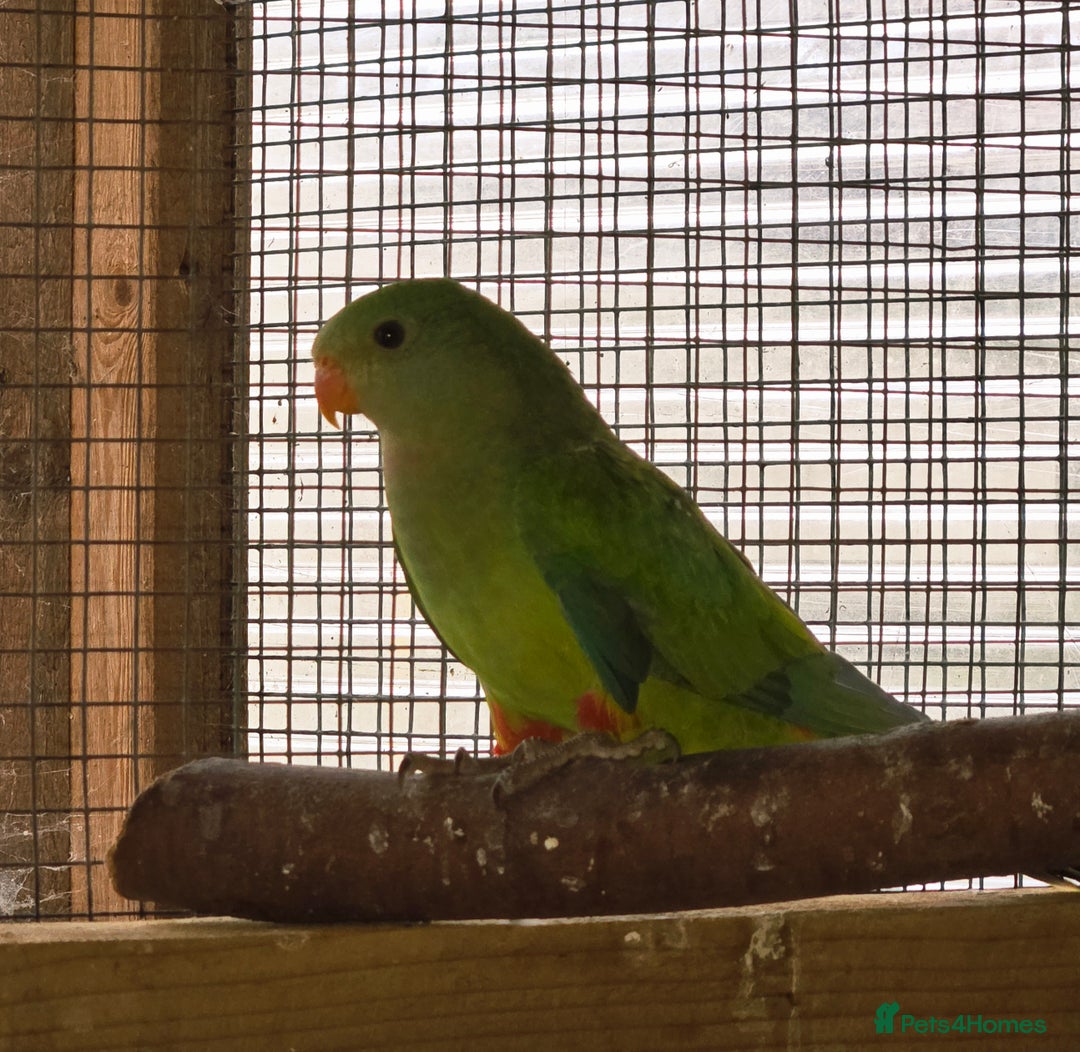 Parrots birds for sale: Baraband Parrot - Image 3