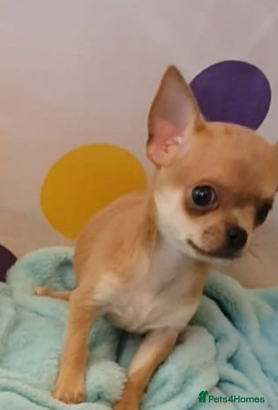 Chihuahua dogs for sale: Tiny Blue Fawn chihuahua boy  - Image 7