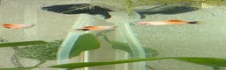Platies fish for sale: Platy Adolescents  in Hemel Hempstead - Advert 6