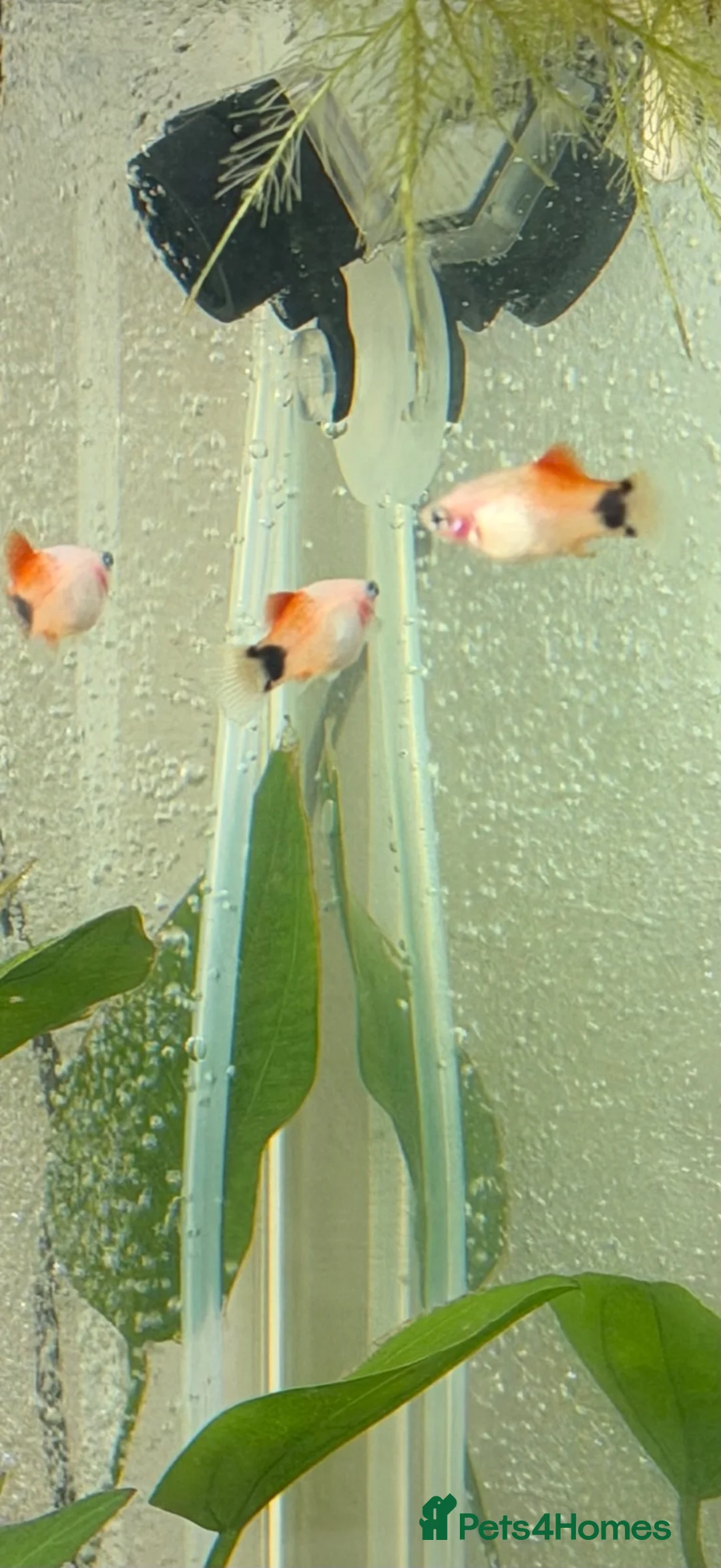 Platies fish for sale: Platy Adolescents  in Hemel Hempstead - Advert 6