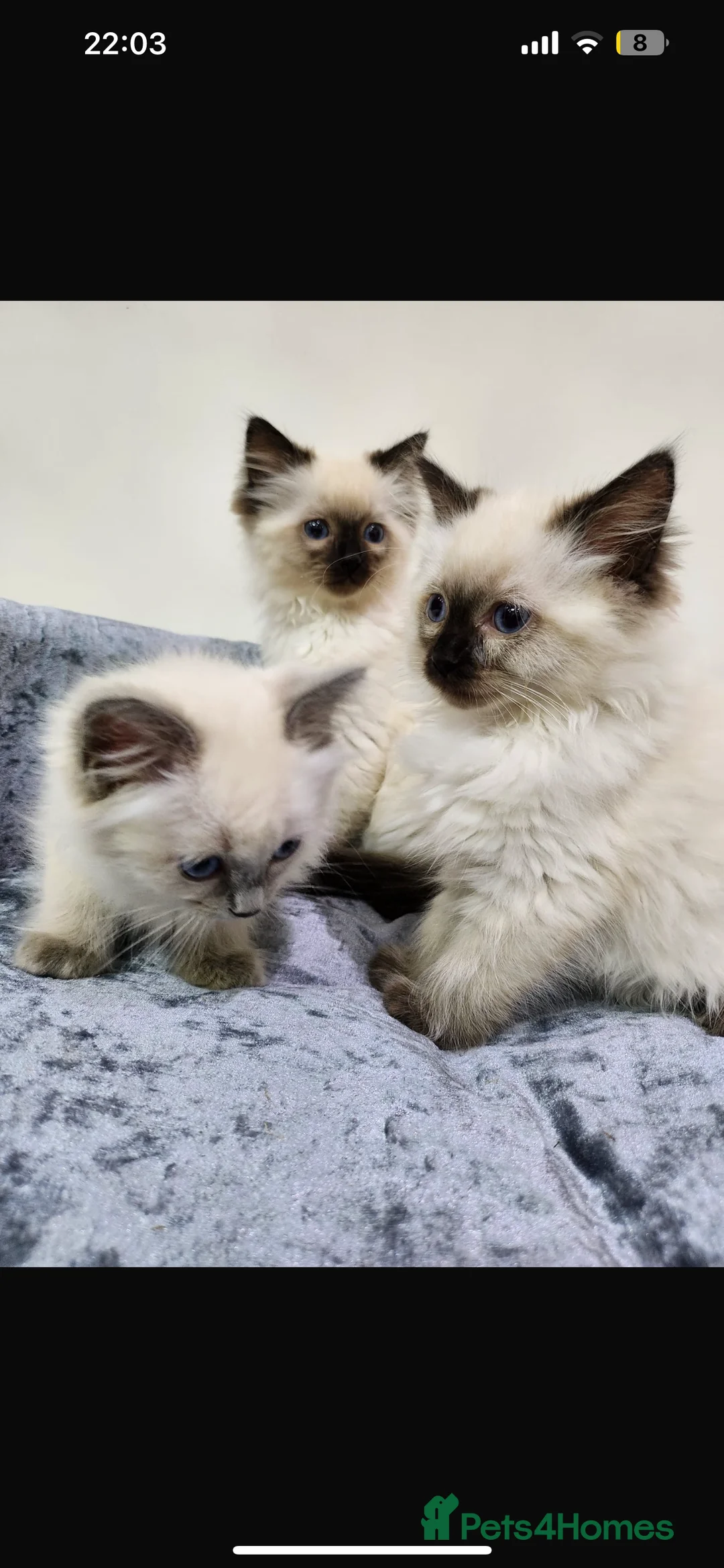 Ragdoll cats for stud: My beautiful PROVEN ragdoll for stud  in Cheltenham - Advert 6