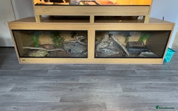 Python Snake reptiles for sale: 2 Ball pythons  - Image 1