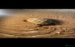 Tortoise reptiles for sale: Horse field tortoise  - Image 2