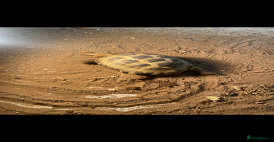 Tortoise reptiles - Advert 4