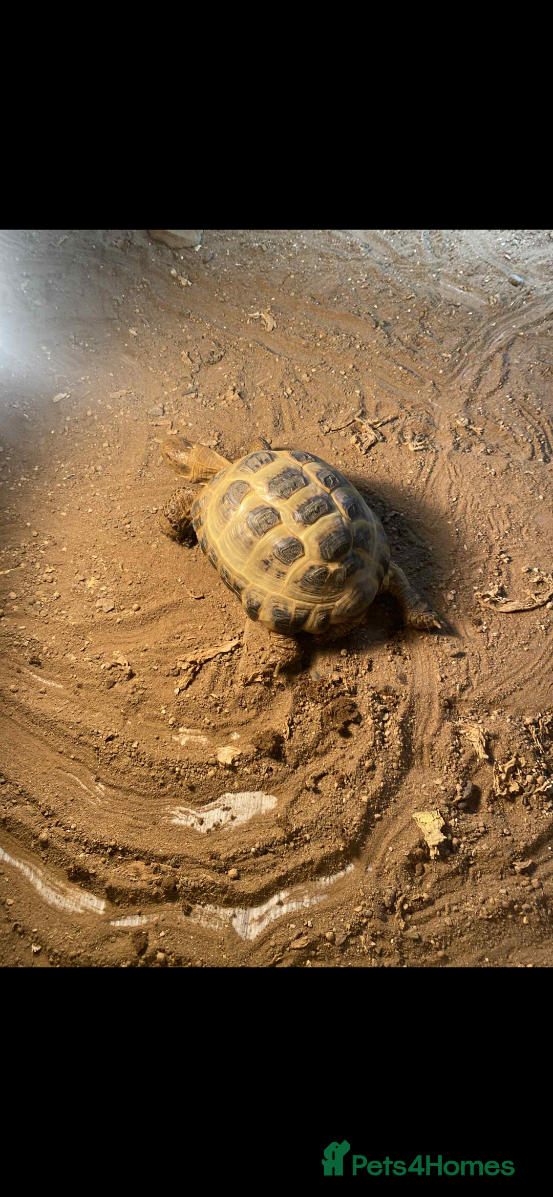 Tortoise reptiles for sale: Horse field tortoise  - Image 2