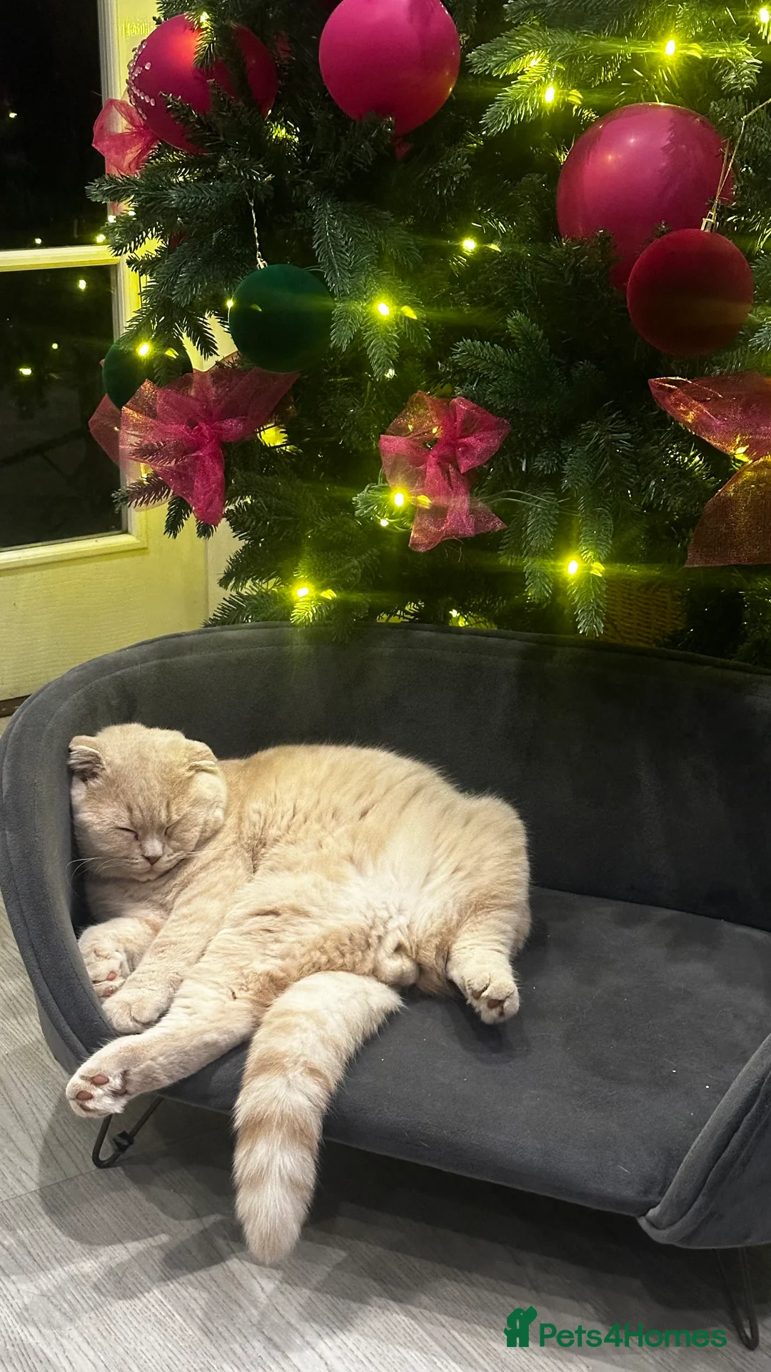 Scottish Fold cats for stud: Fantastic Cream Scottish fold for stud duties  in Derby - Advert 11