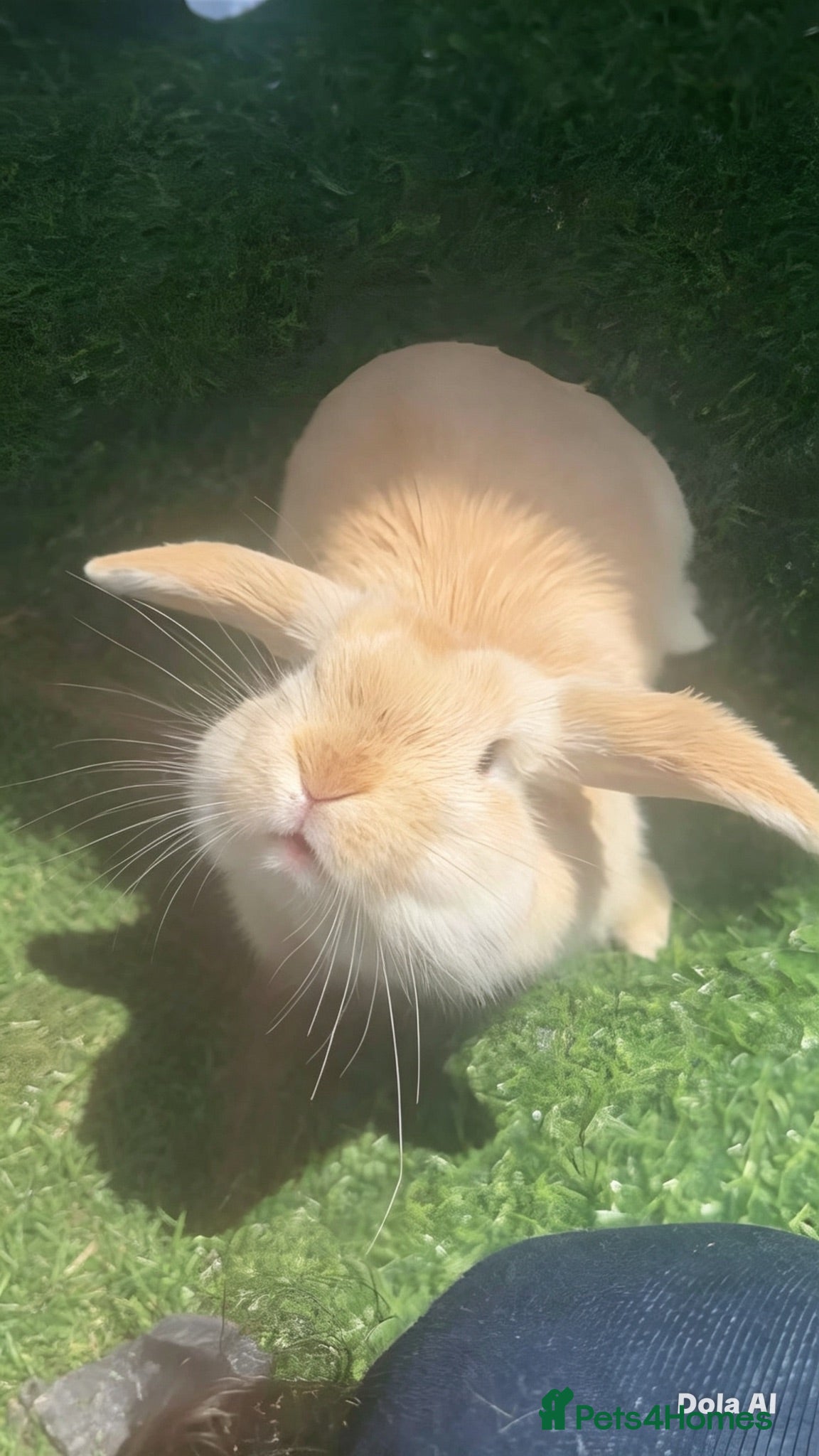 Mini Lop rabbits Cute mini lop bunny for sale❤️ - Advert 10